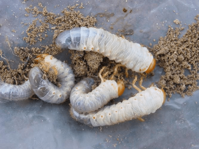 蛴螬一,草坪中常见的地下