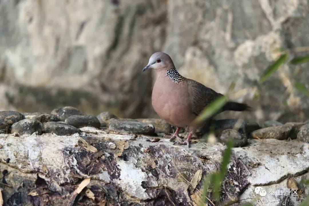 珠頸斑鳩通體褐色,頸部至腹部略沾粉色,頸部兩側為黑色,密佈白色點斑