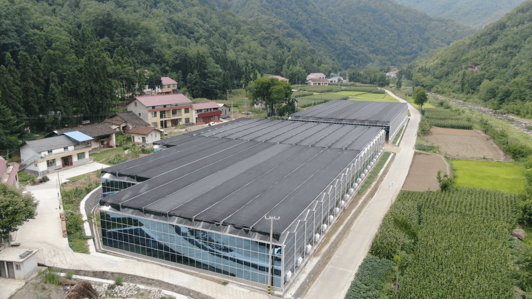 乐动体育 LD体育略阳县全力推进“五个农业” 助力特色产业发展(图2)
