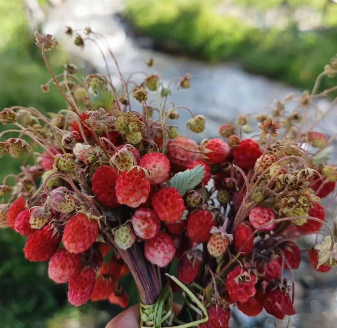 冶桂莲专栏:浅忆拂过2023年的夏天_柴花_安宁村_马莲