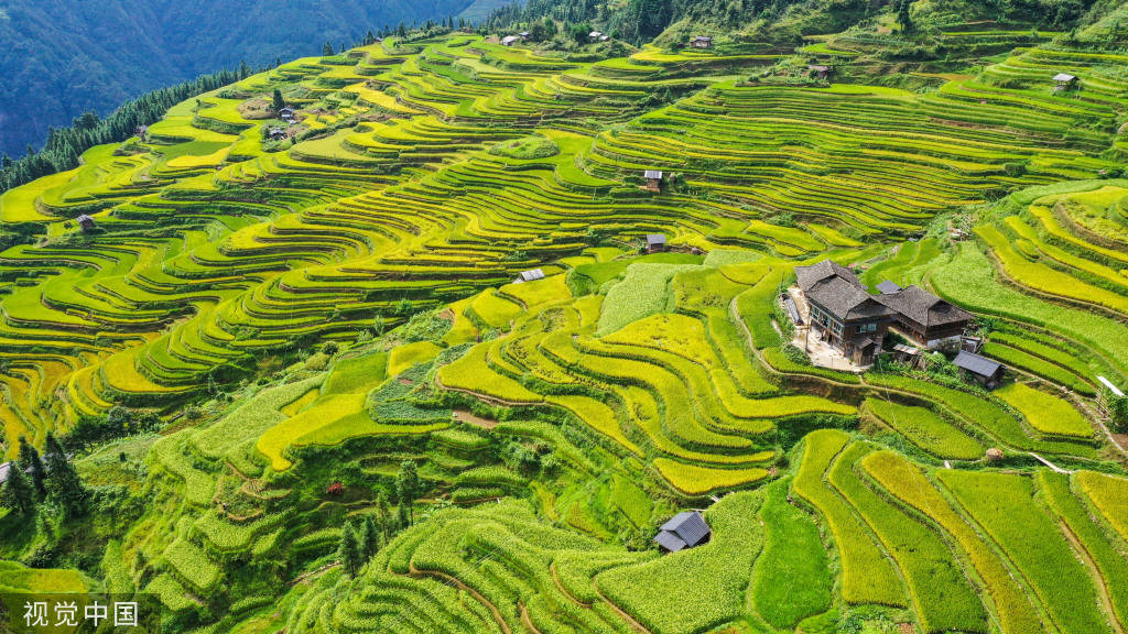 秋到加榜梯田 山乡一派丰收在望景象_贵州省_从江县_加榜乡