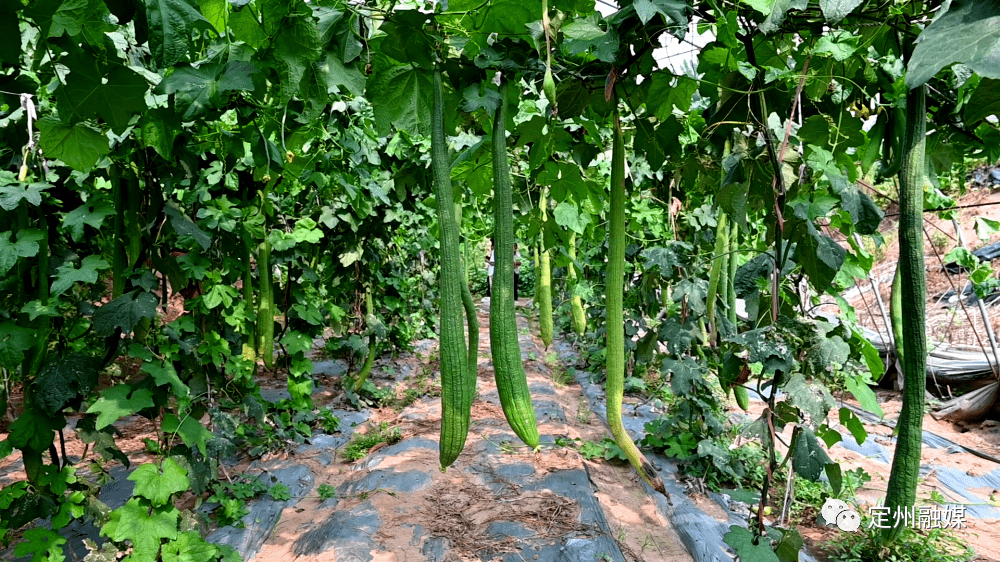 丝瓜小镇、丝瓜风情街……丝瓜铺就致富路！