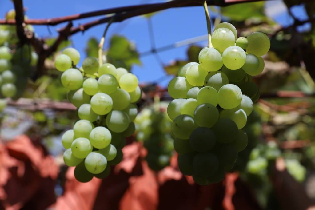 【组图】建始:关口葡萄熟了 果香满园_花坪镇_颜龙_种植