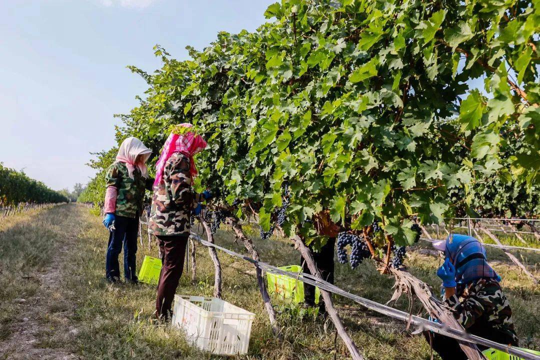 宁夏葡萄佳酿,醉美人生_酿酒_贺兰山_口感