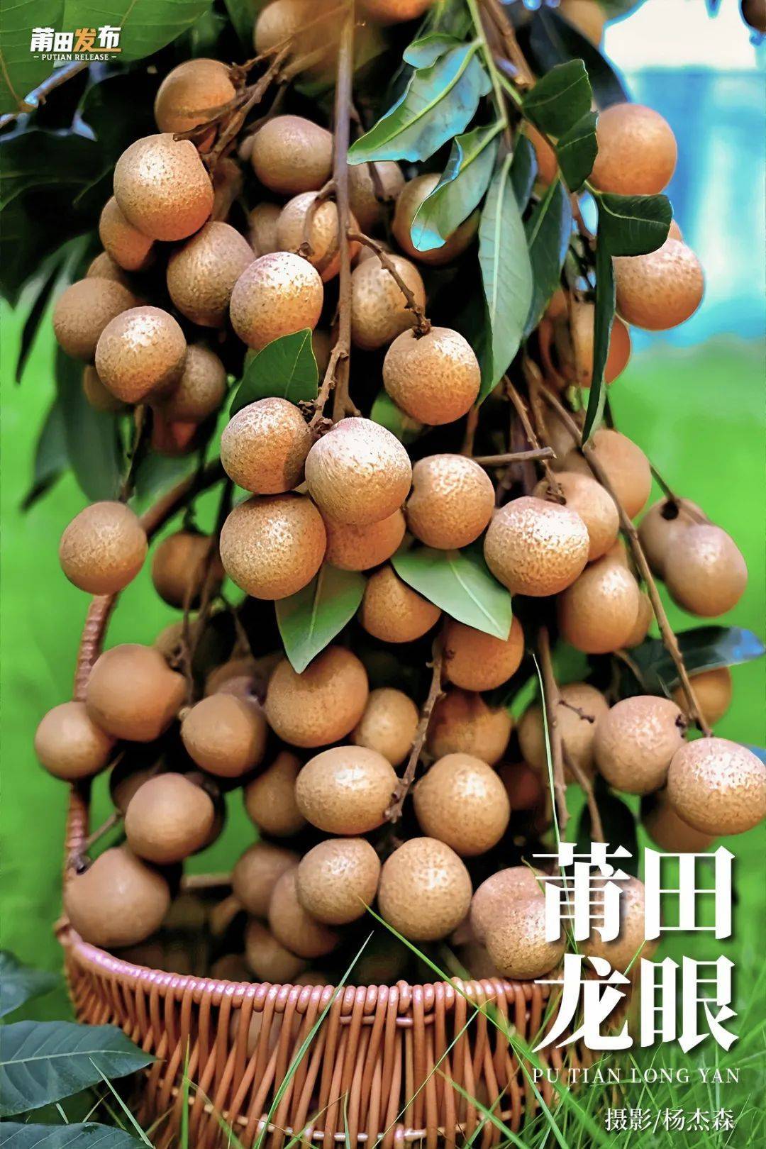 莆田龙眼,全国领先,全国最多,全国少有_品种_本土_桂圆