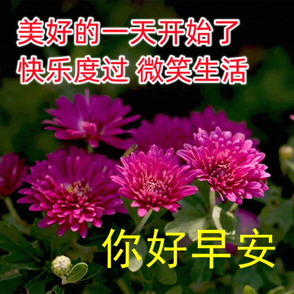 今日最新早上好表情图片大全,轻轻问候,快乐天天_人生_朋友_贵在
