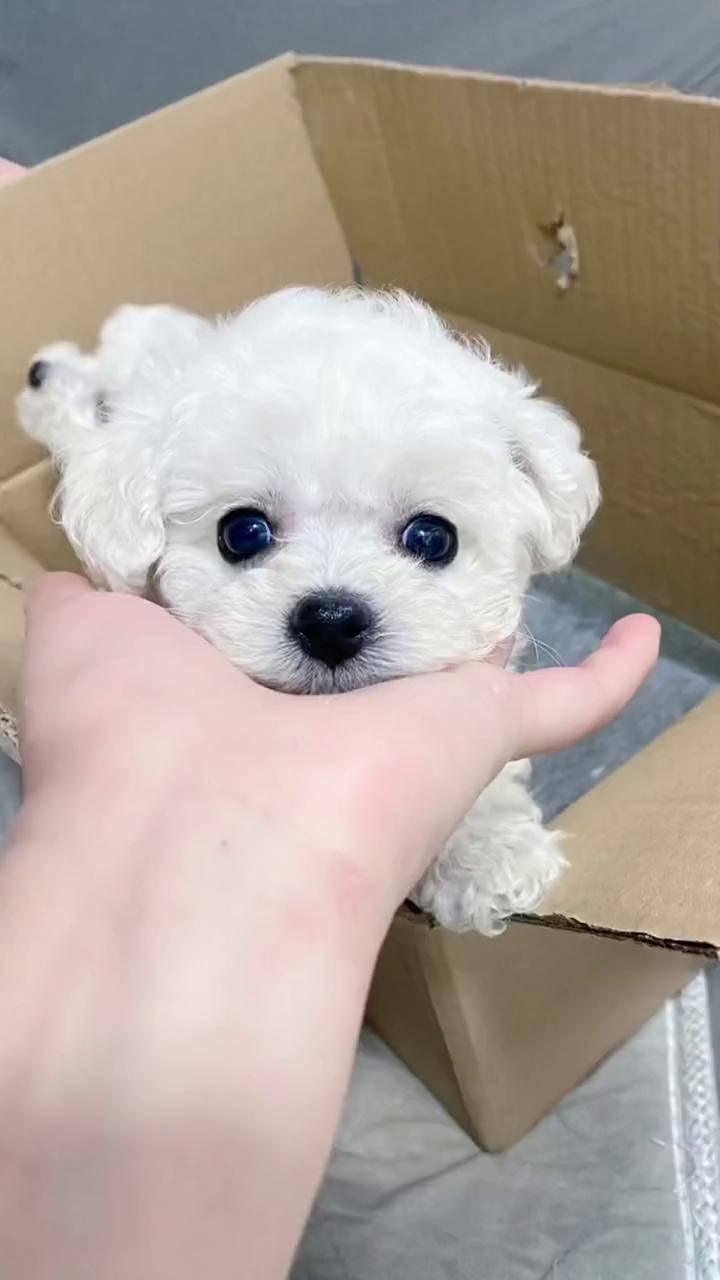 小体泰迪白色泰迪