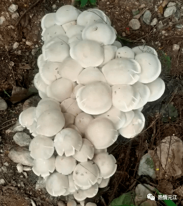 窝"且生长旺盛这片绿化区去年也在同一地方长出野生菌值得一提的是依