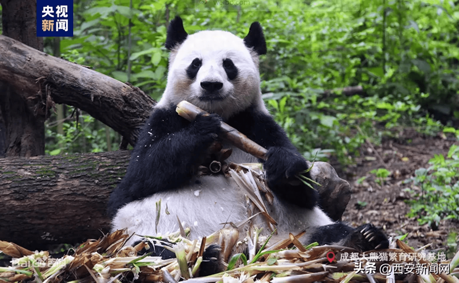 世界现存最年长圈养大熊猫迎来38岁生日_新星