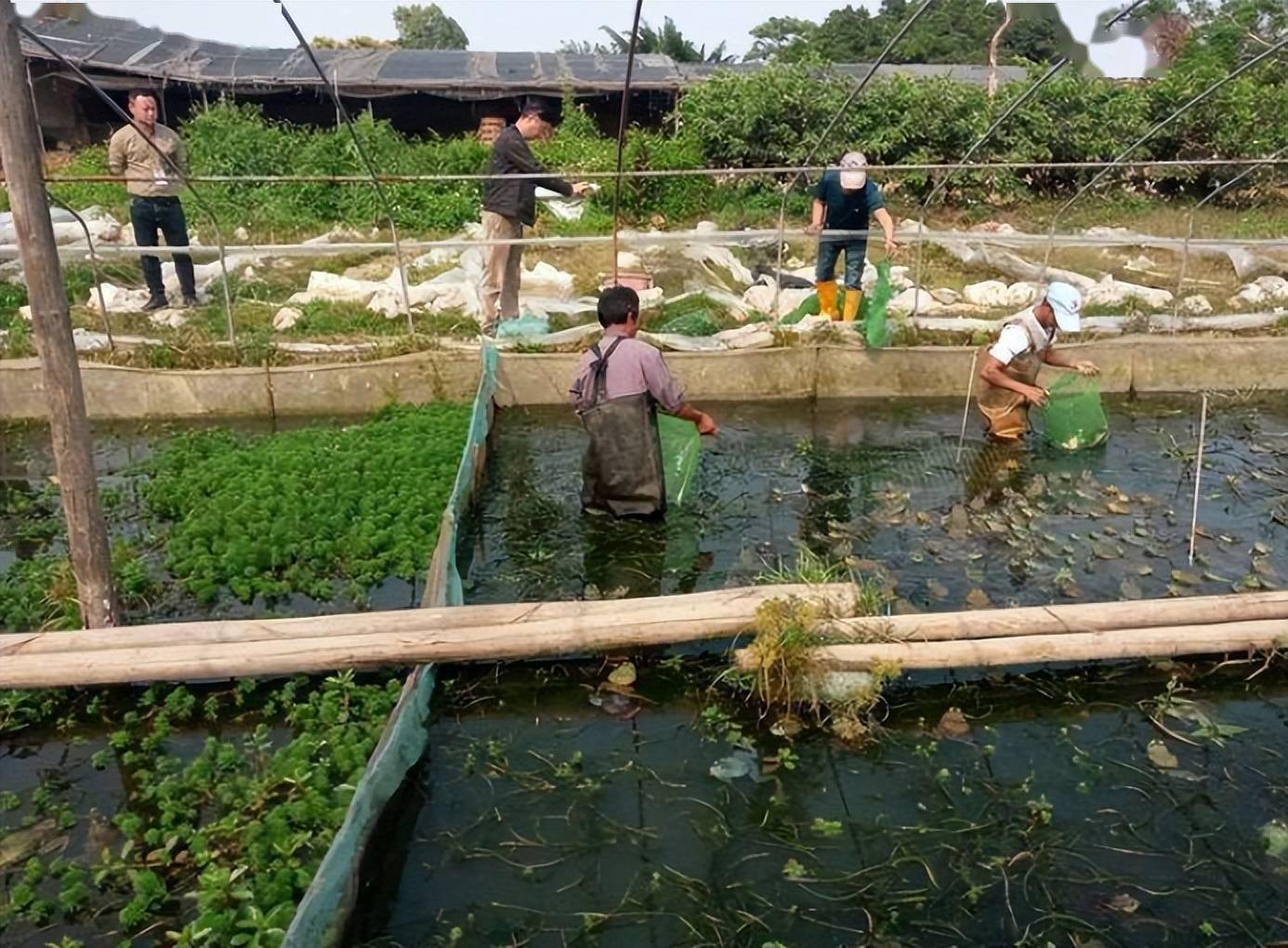 常见的两种牛蛙养殖模式及养殖技术_稻田_面积_商品