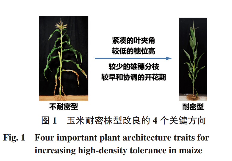 玉米树结构图图片