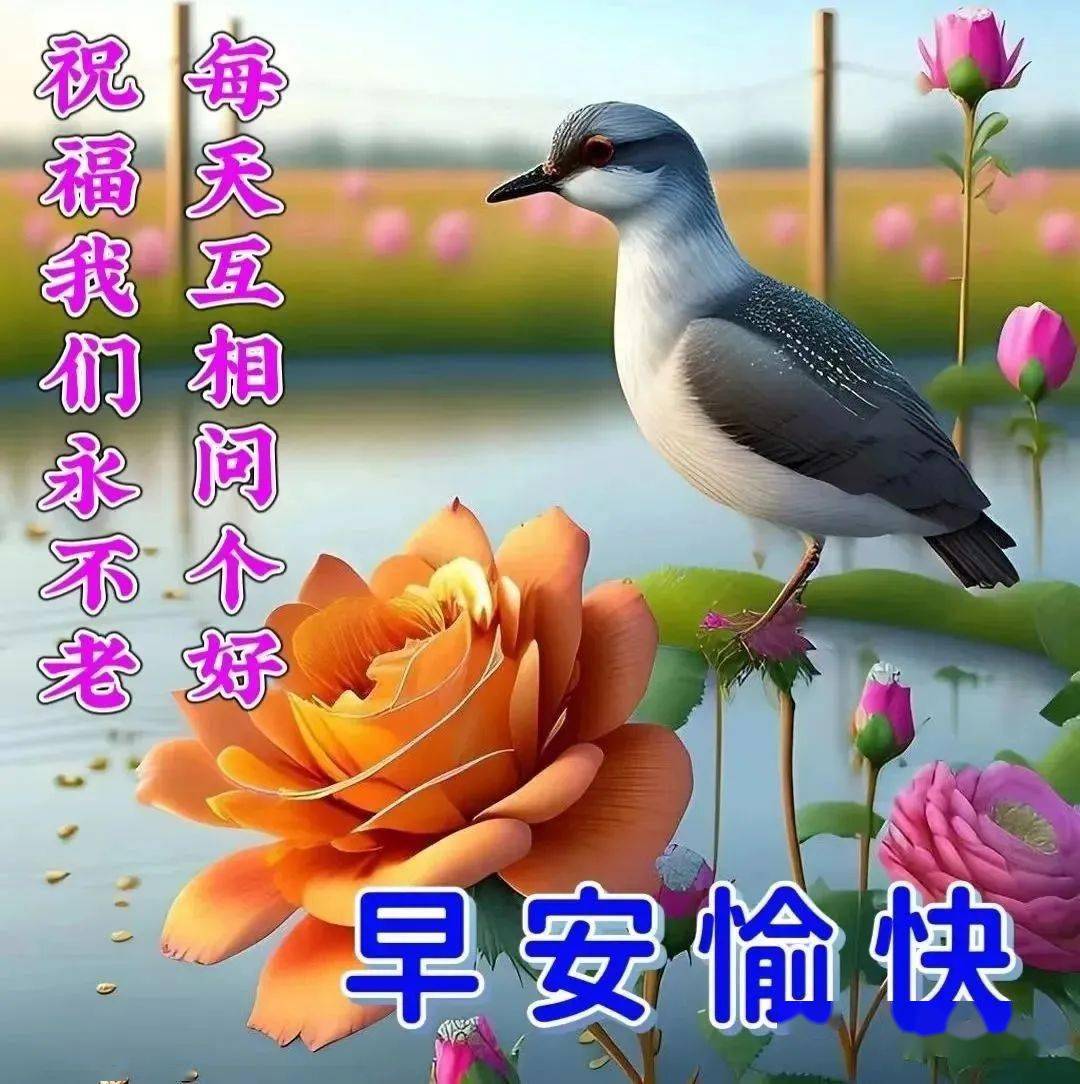 今日最新早上好表情大全,新的一天一声问候,愿朋友们健康快乐