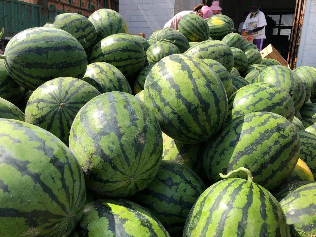 砀山西瓜,有名!_种植_征集_农产品