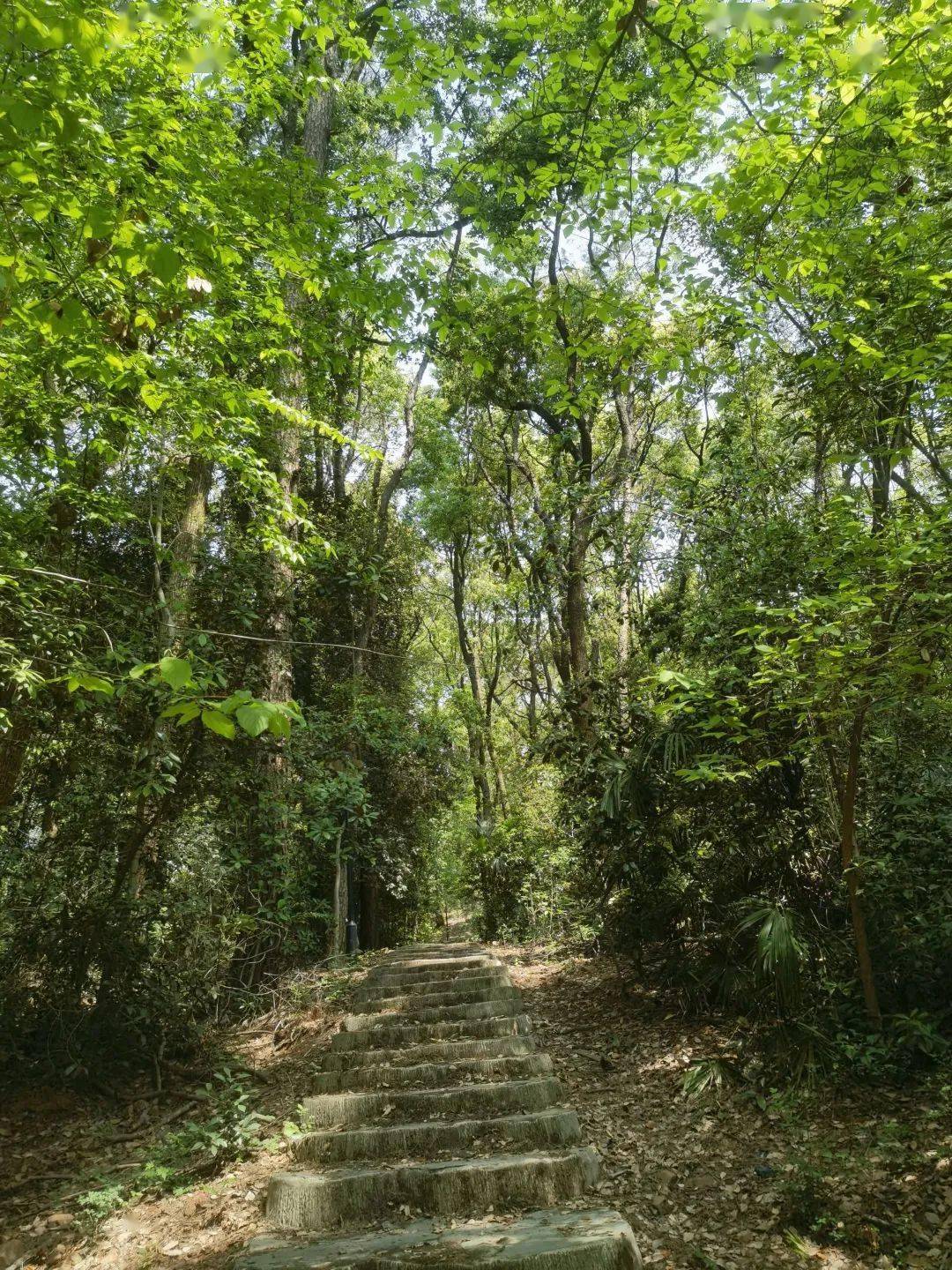 徒步狮子山原始森林,华农老师带你一起探寻植物的奥秘!