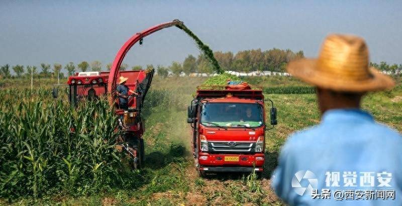 青贮玉米收获忙 备足牲畜"冬口粮"_西安_街道_于仪祉