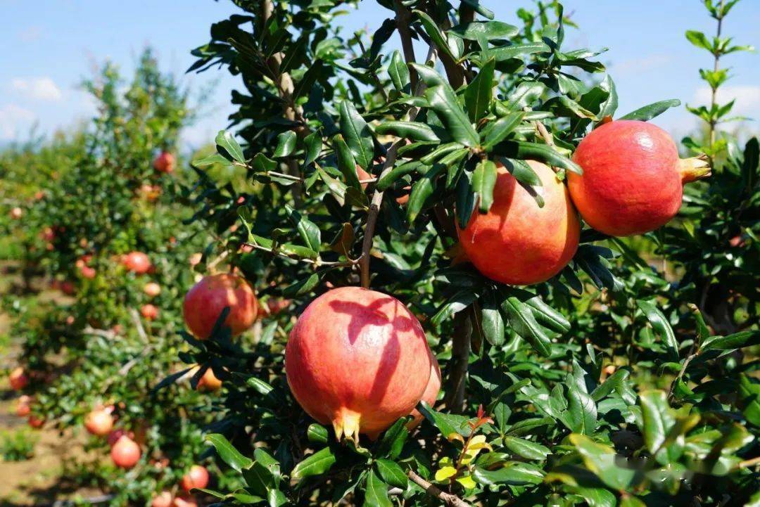 宾川尼萨村:石榴丰收日子甜_沃柑_金牛镇_水果