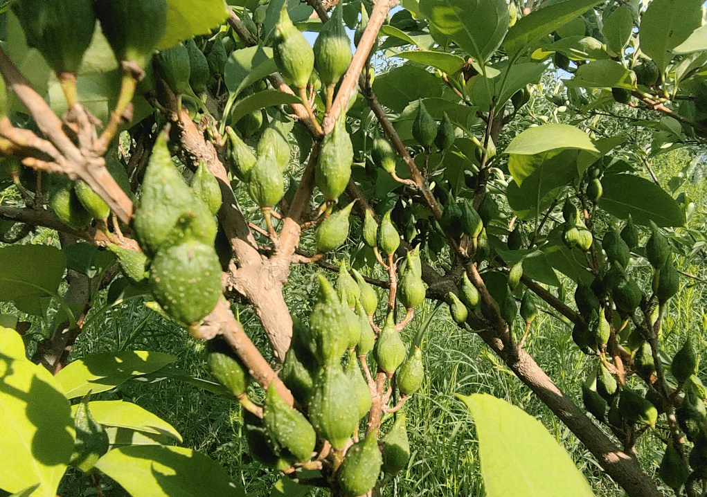 保定曲阳:连翘种植强村富民_村民_田博_中药