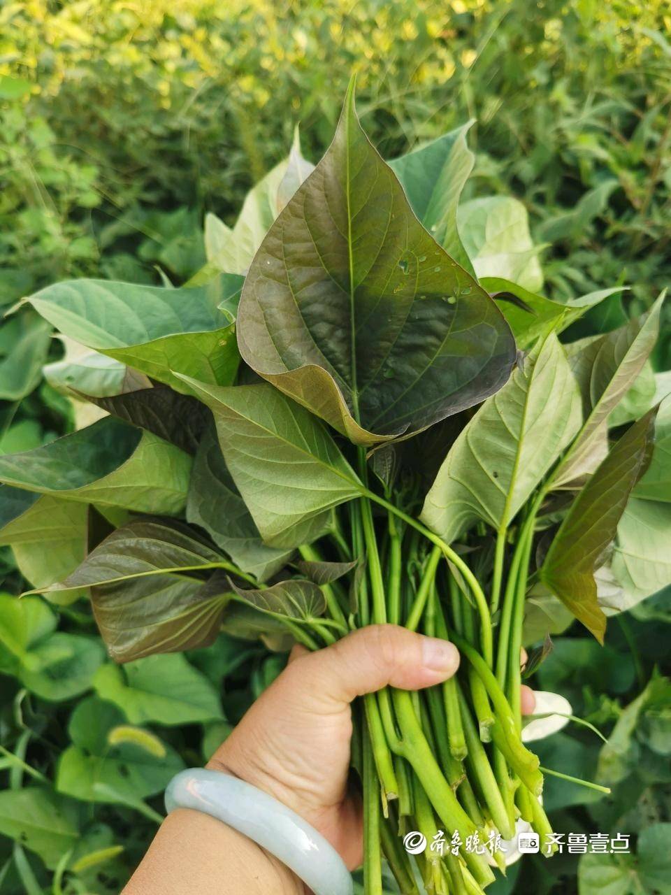 情报员"英子"向齐鲁晚报官方客户端齐鲁壹点情报站分享了一则蒸地瓜叶