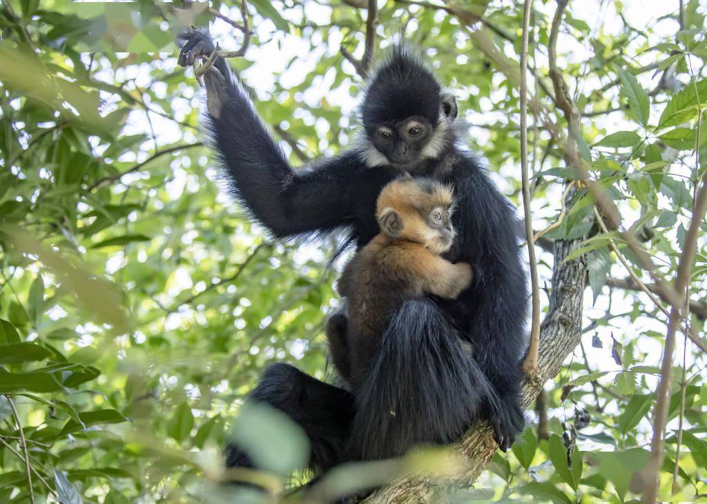 「生态密码」贵州黑叶猴家族的守护与壮大_刘国兴_中国_视觉