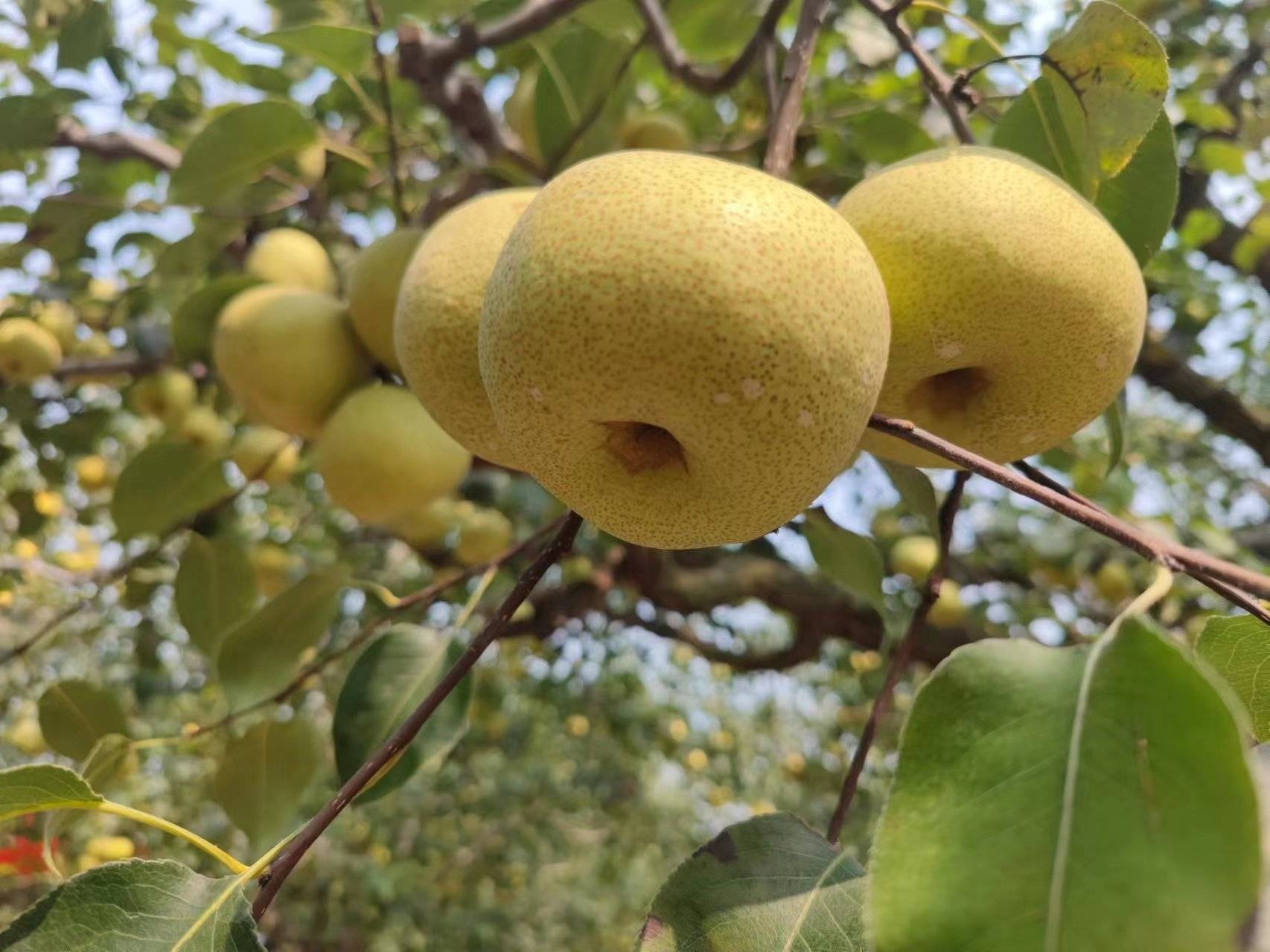 宁陵第十七届酥梨采摘节开幕
