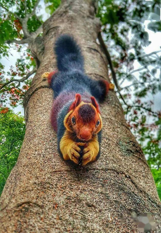 一组动物照,看了好开心!_老虎_孔雀_孩子