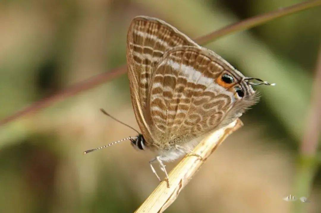 【泰山昆虫科普】——亮灰蝶_外缘_紫褐色_幼虫