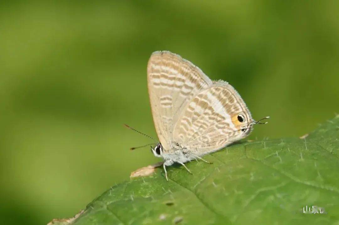 【泰山昆虫科普】——亮灰蝶_外缘_紫褐色_幼虫