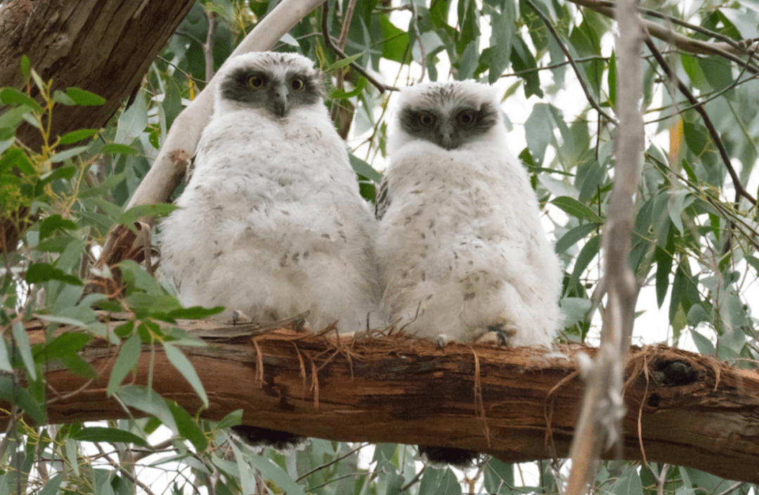 鸮不可貌相_猫头鹰_owl_猛鹰