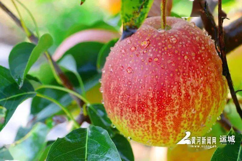 各县动态 | 盐湖:龙居红香酥梨怎一个美字了得_运城市_多汁_农村