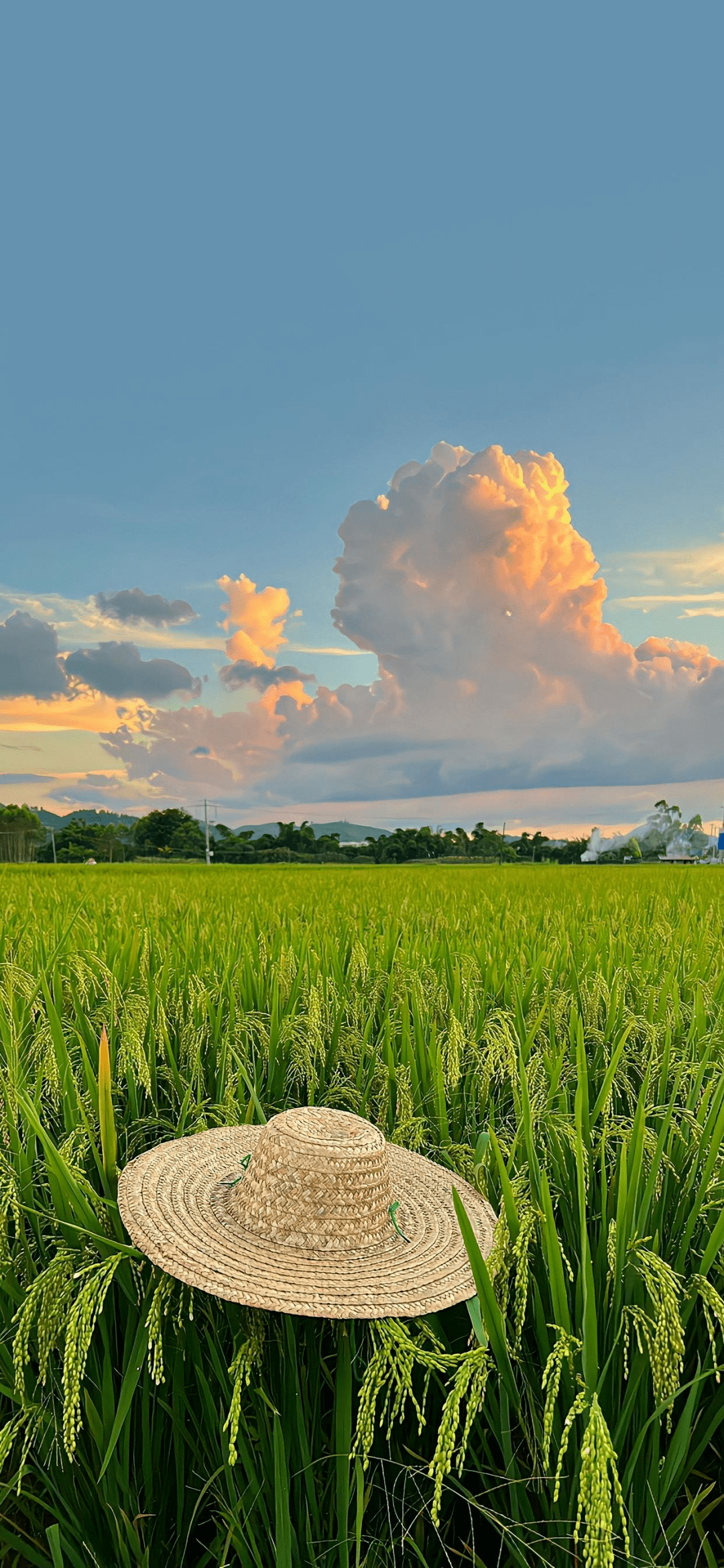 手机壁纸自然风景田野图片