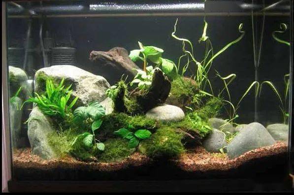 短鲷缸造景实例分享,当之无愧"折腾"哥儿!_搜狐汽车_搜狐网