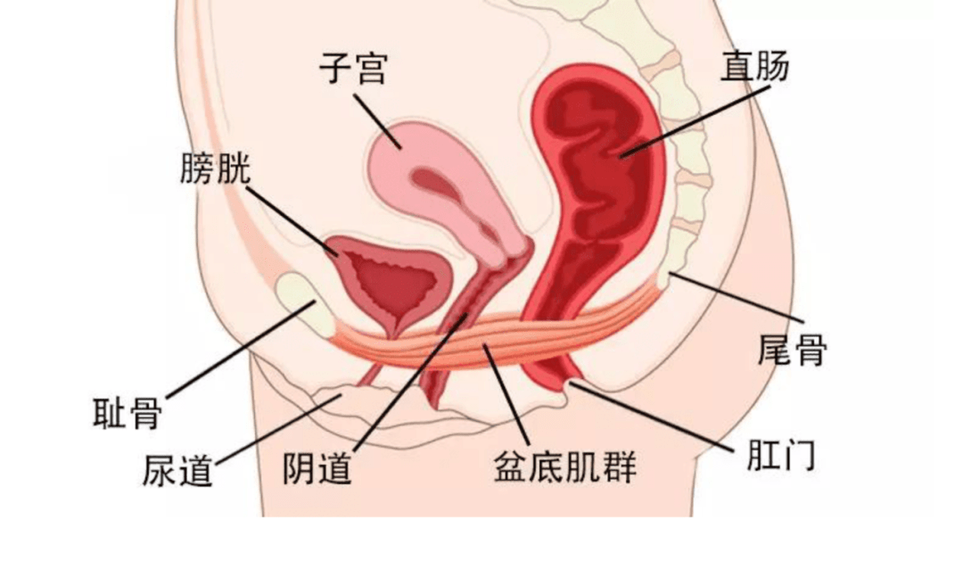 生完孩子,我的阴道变成了撕裂的芒果