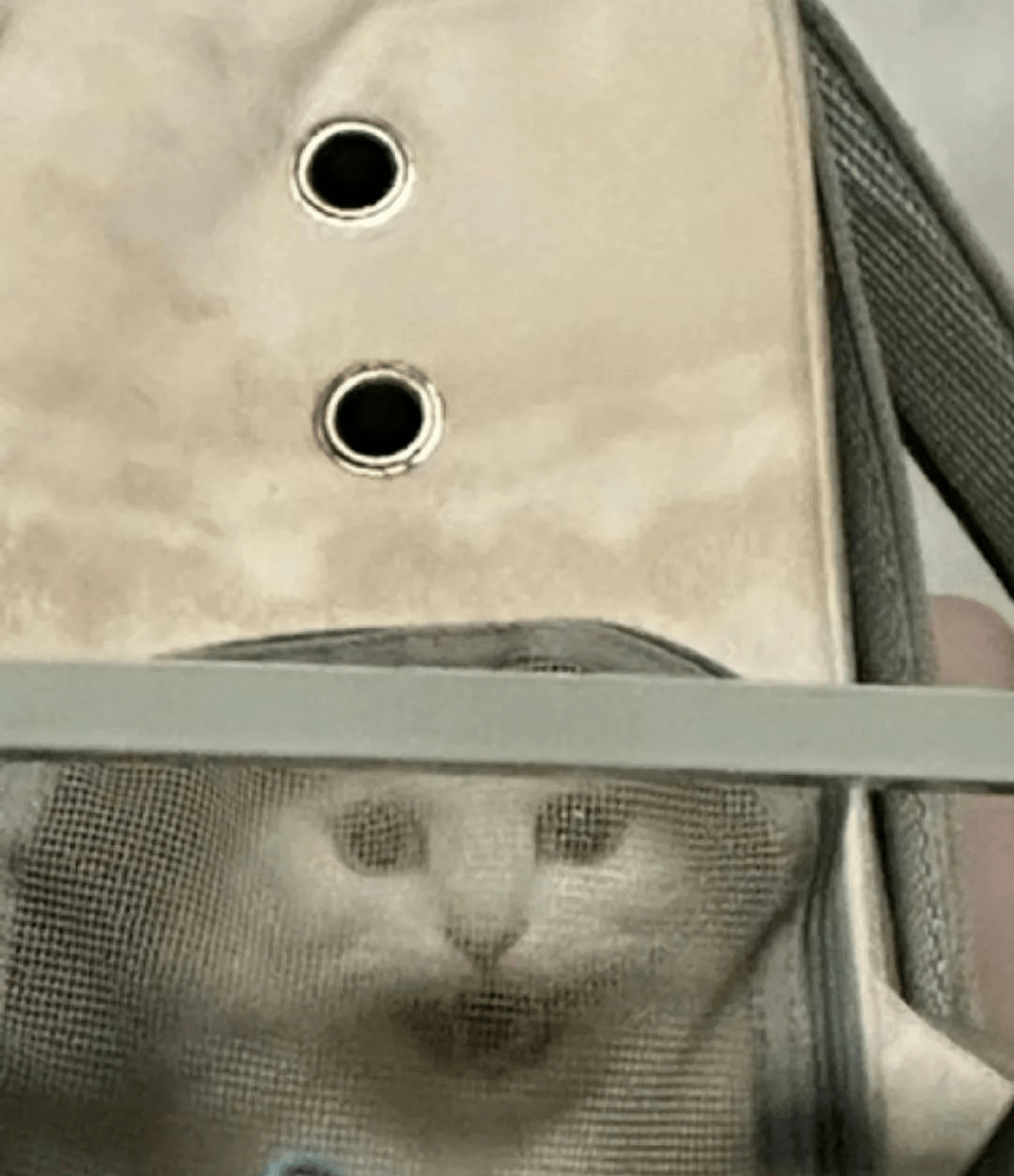 都会把毛孩子全都放在床上铺,结果每一张单独截下来都是表情包