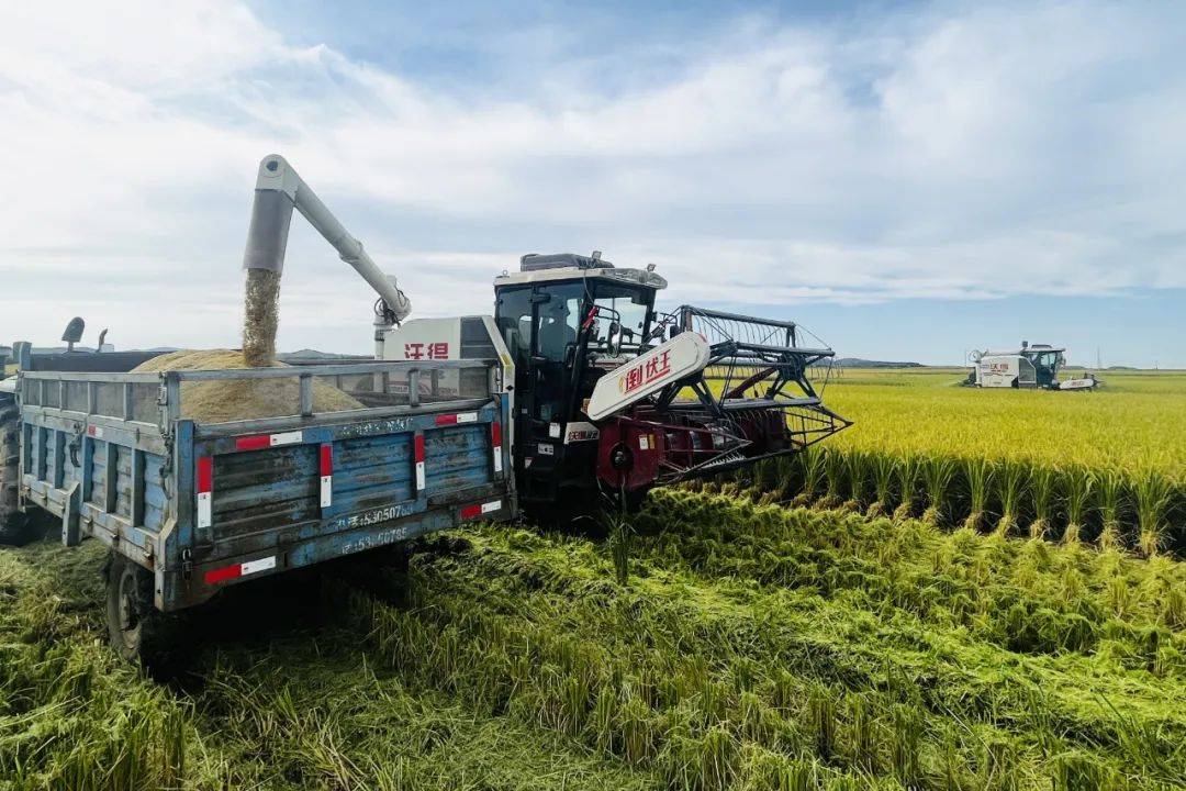 庆阳农场喜开金秋水稻"第一镰"_作业_产业_种植