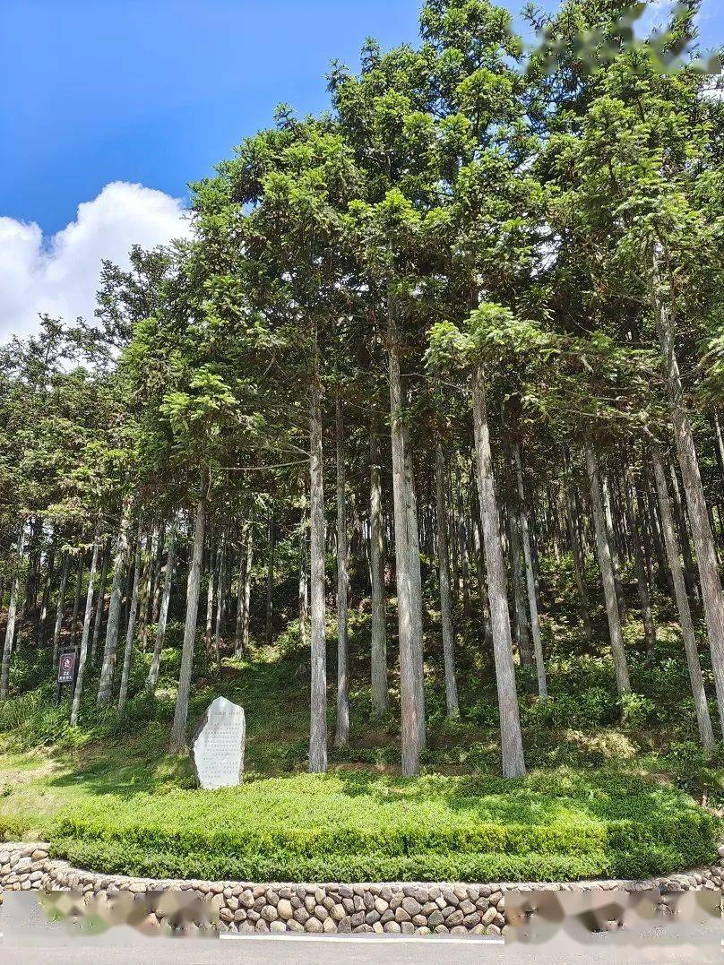 高山明珠,茶中珎品_周宁_茶叶_茶园