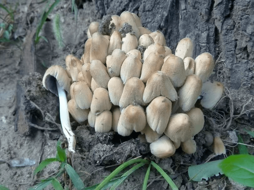 不采不食最安全一场降雨给京城带来清凉,也为野生蘑菇的生长提供了