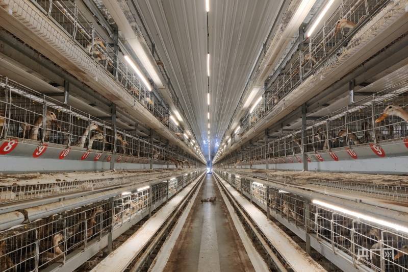 看安徽丨宣州区:科技赋能"鸭"先行 地道药材迎"春天"_养殖_蛋鸭_跑道