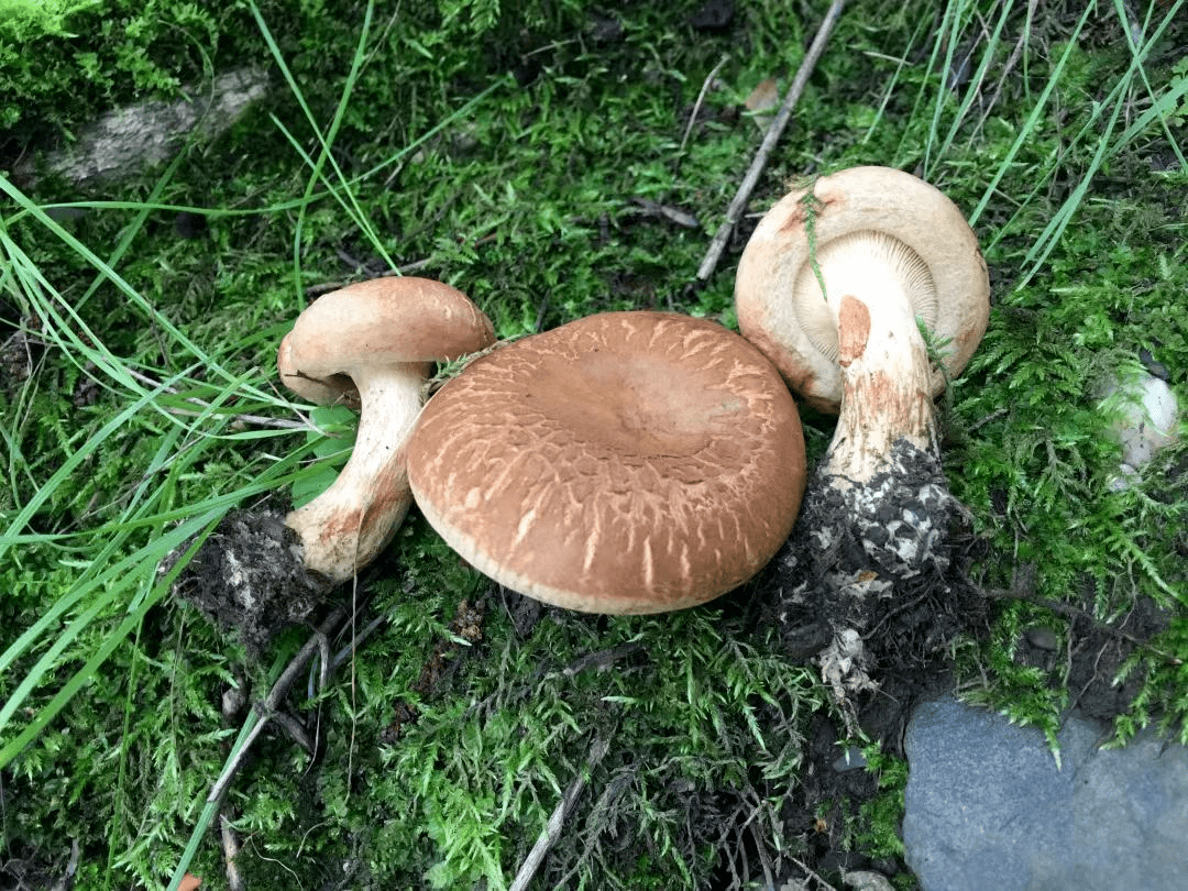 野生蘑菇难分辨