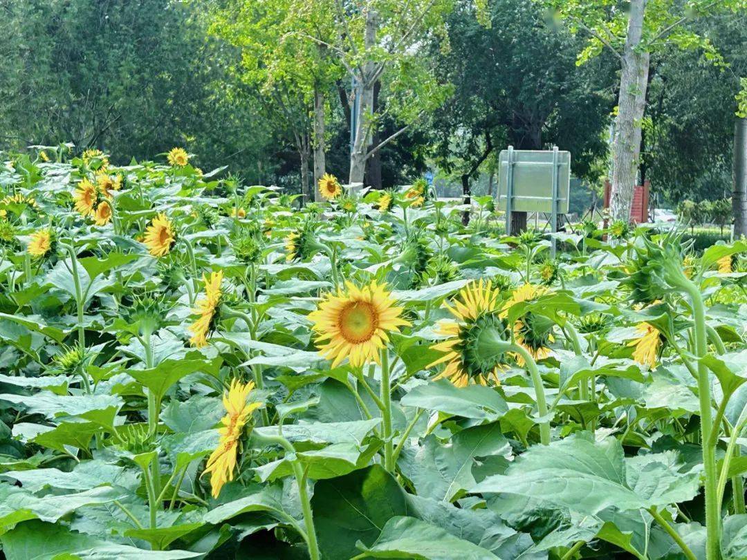 国庆期间绽放的油葵"花束"提前送达带给了游人许多惊喜也在初秋时节