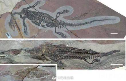 “南漳县”湖北南漳发现新物种襄楚龙！是2.48亿年前全球最早的肿肋龙