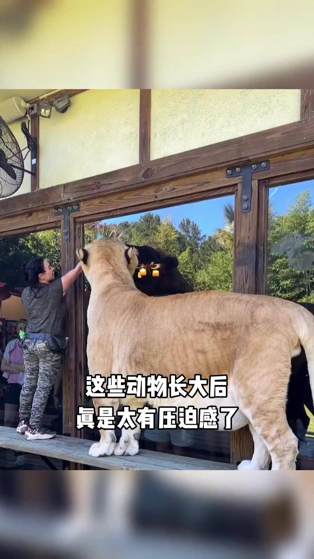 银背大猩猩vs棕熊图片