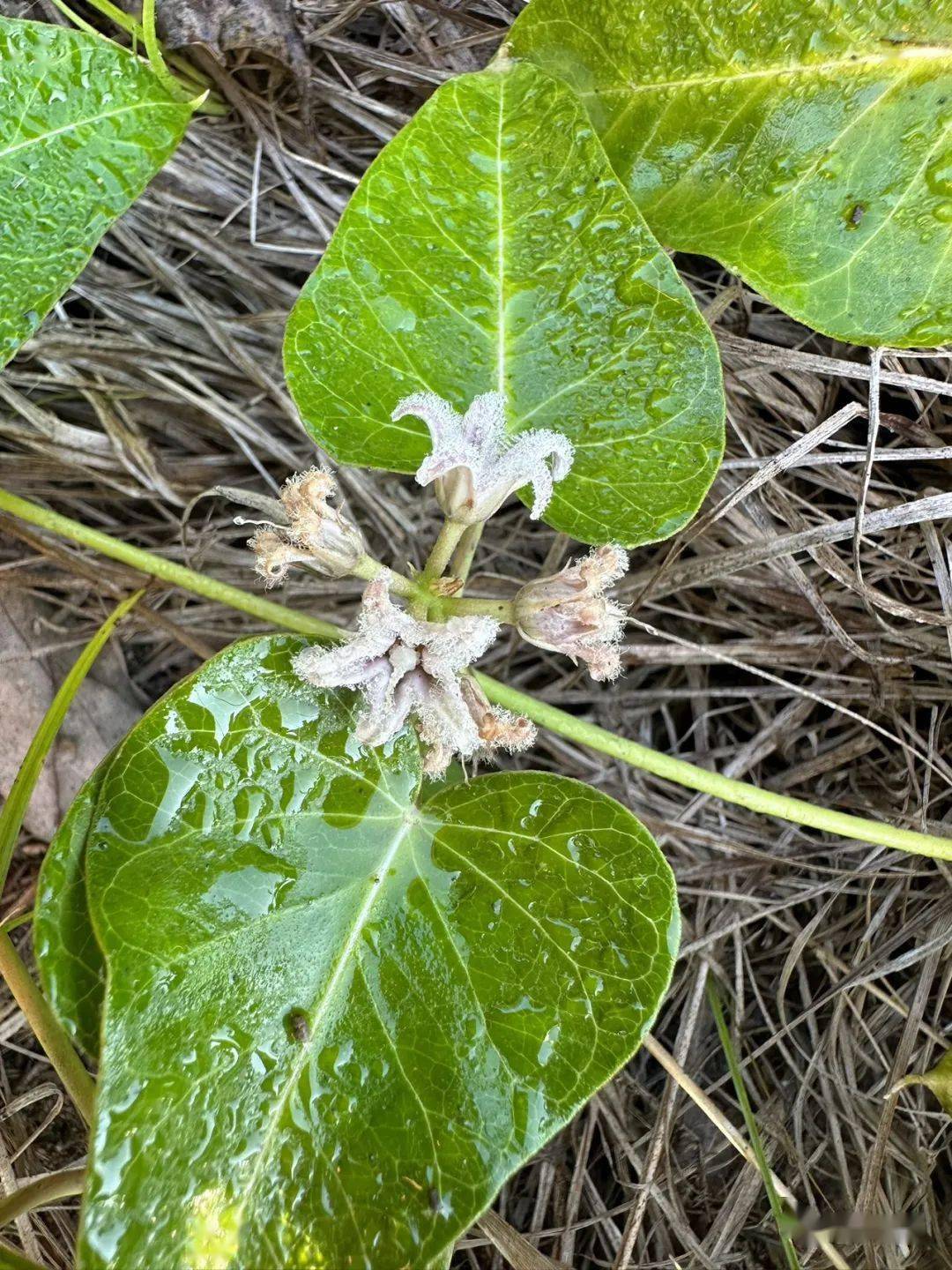 带远方的朋友来滴水岩看花_搜狐网