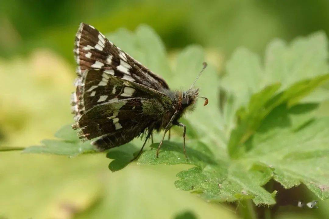 【泰山昆虫科普】——花弄蝶_黑褐色_黄白色_幼虫
