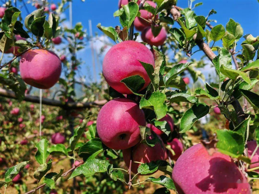 昭阳区:龙头企业示范引领 苹果产业强 果园美_昭通_种植_直播