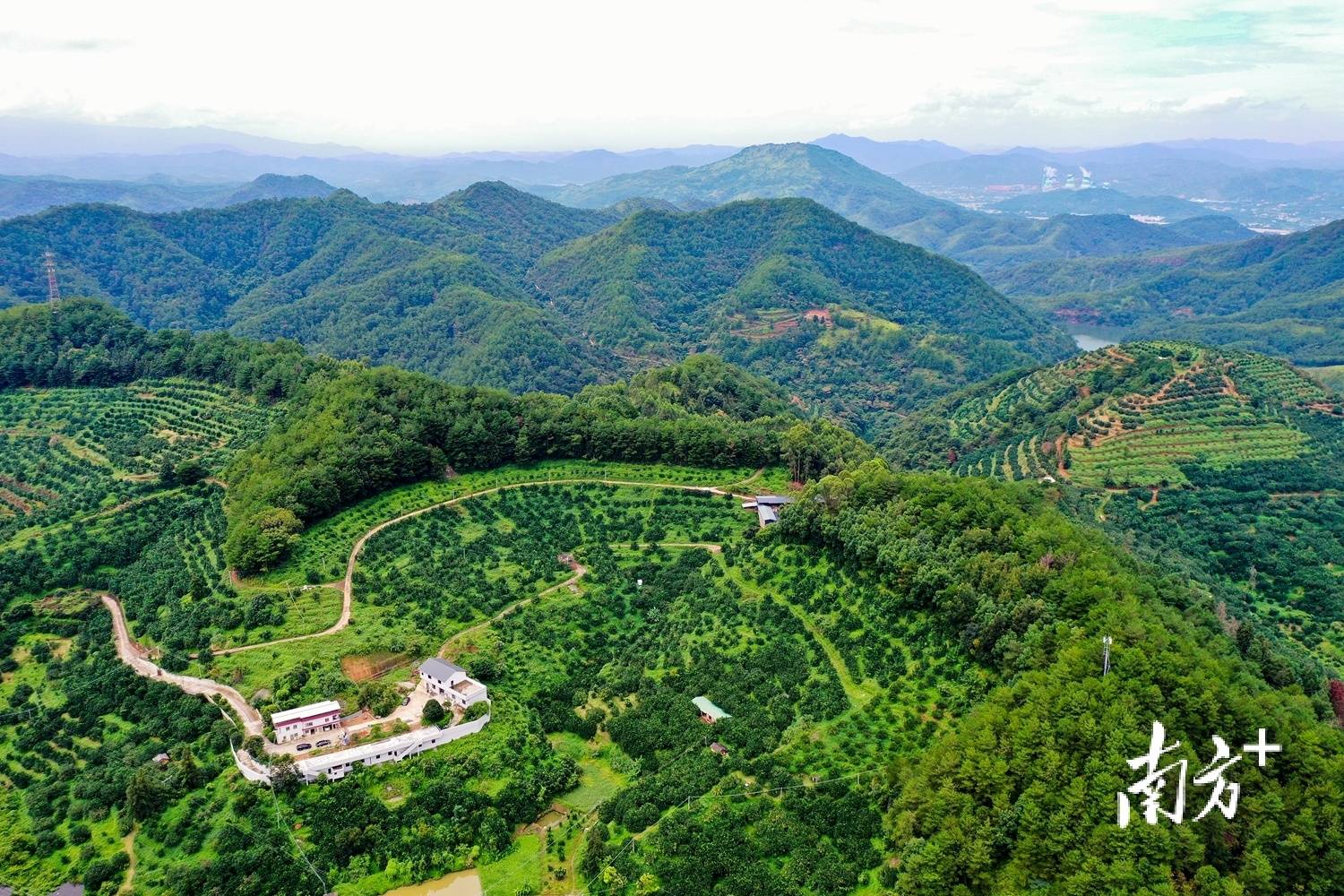 大坪村"产业村长"杨守胜:把梅州柚种成"金果果"|产业村长上岗 乡村