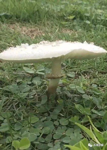 食用_蜗牛_有毒