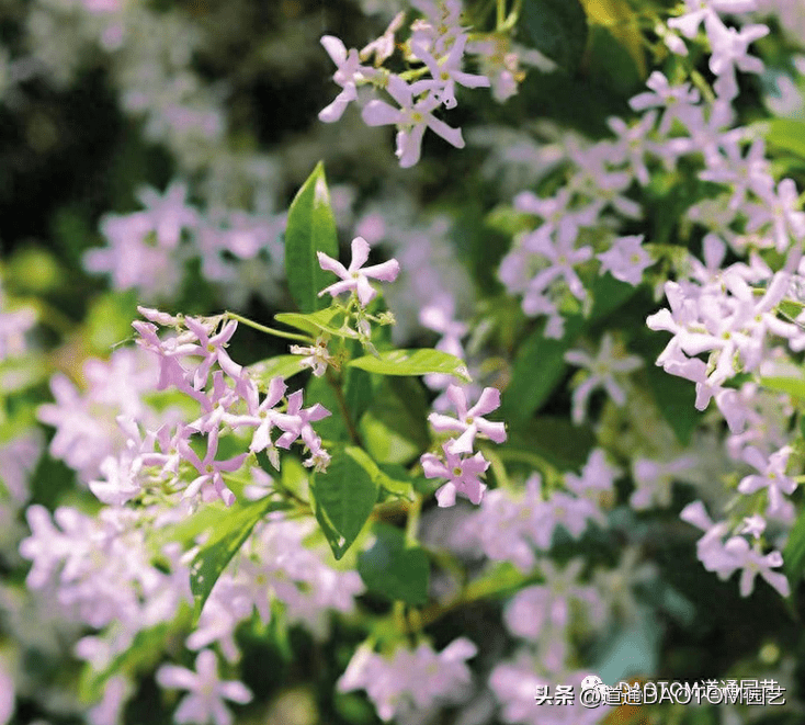 秋天也能入手的“开花神器”——风车茉莉，粘土就活十分好养护 修剪 叶子 花骨朵