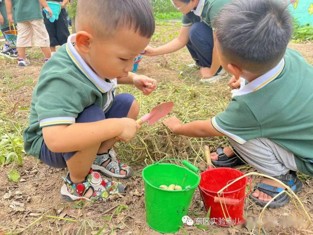 【去農場當小農夫吧!】——民東幼兒園中五班採摘活動_花生_自然_勞動