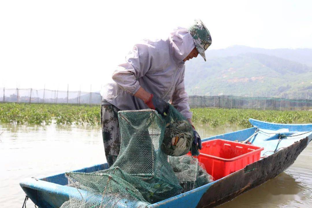 连江红树林里养红鲟!又大,又肥!_捕捞_养殖_生态