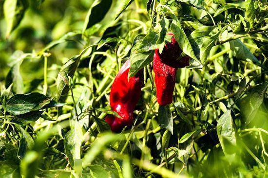 色素辣椒喜丰收 职工群众笑开颜_产业_发展_农户